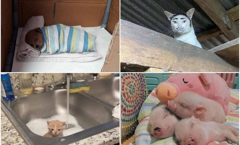 تصاویر بامزه‌ای از حیوانات که دلتان را می‌برد