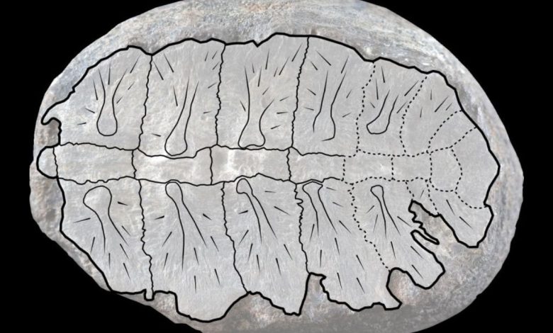 فسیل گیاهی ۱۲۰ میلیون ساله، فسیل بچه لاک‌پشت از آب درآمد