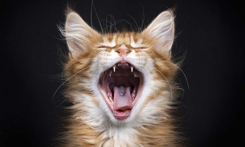 گربه‌های ملوس خیابان، قاتلانی بی‌رحم هستند