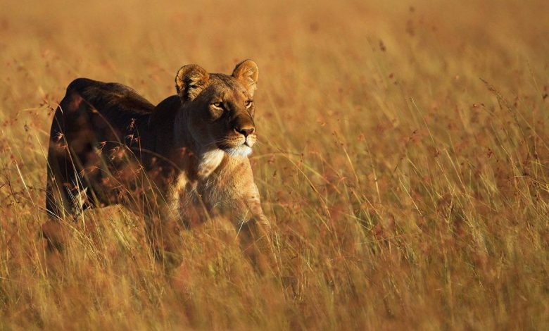 مورچه‌ها چگونه شیرهای آفریقایی را به تغییر استراتژی شکار مجبور کردند؟