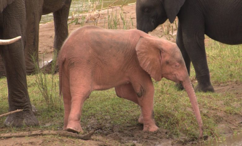 این بچه فیل صورتی یکی از کمیاب‌ترین فیل‌های دنیا است