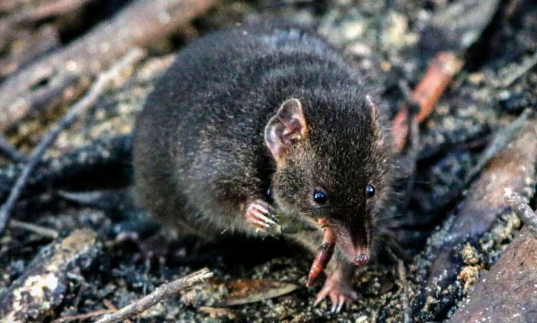 این جانور کیسه‌دار کوچک تولیدمثل را به خواب ترجیح می‌دهد
