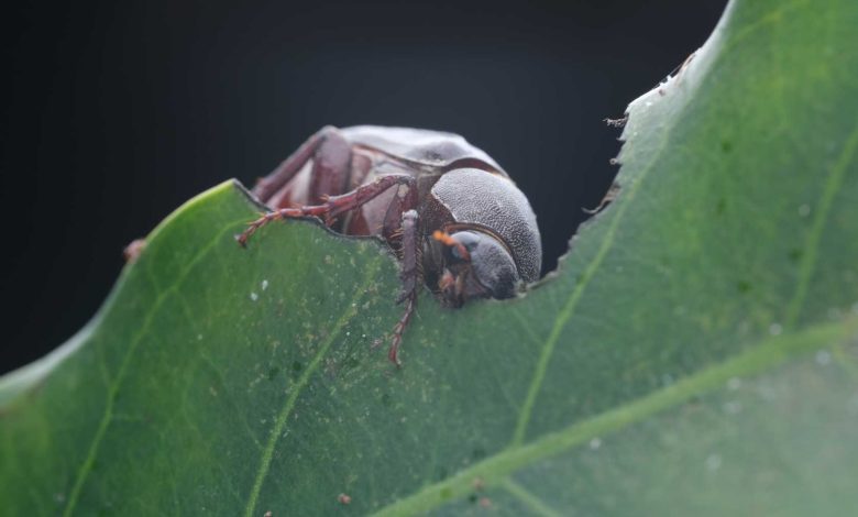 این سوسک قانون‌شکن، چرخه شبانه‌روزی ۲۴ ساعته را زیر پا می‌گذارد