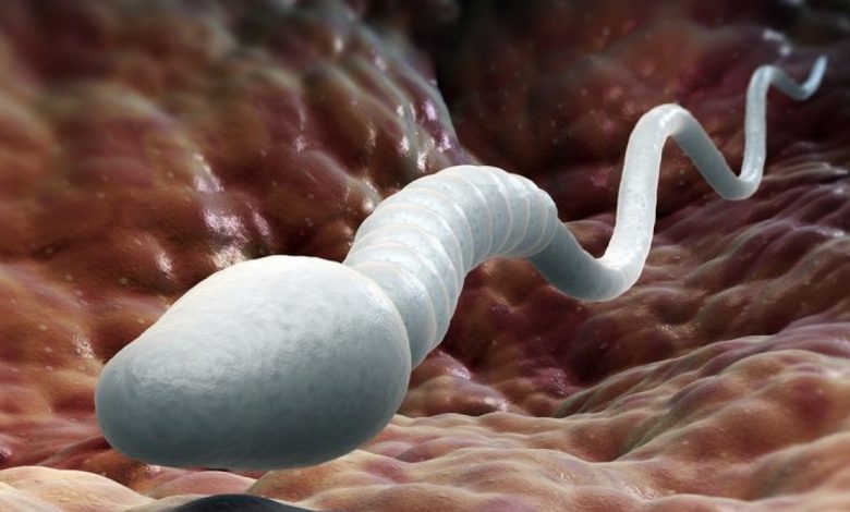 بینش جدید درمورد ناباروری؛ دانشمندان معمای صدساله اسپرم را حل کردند