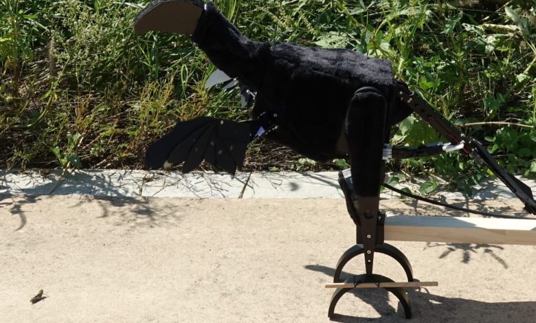 ربات دایناسور راز تکامل بال‌های پرندگان را آشکار می‌کند