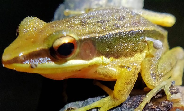 رویش قارچ از بدن قورباغه زنده دانشمندان را شگفت‌زده کرد