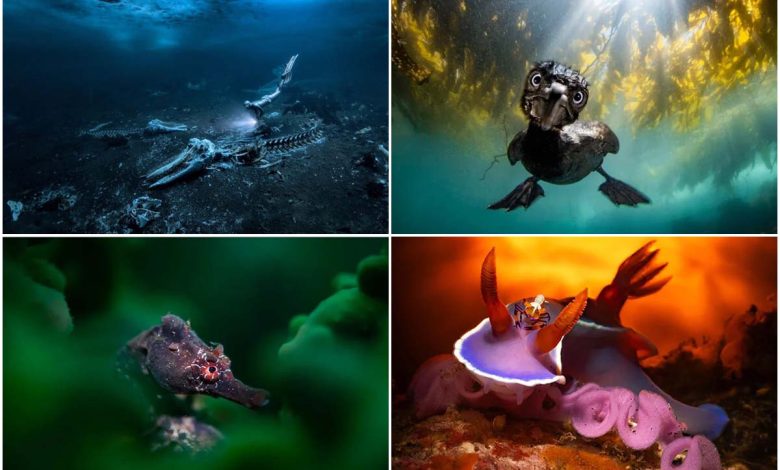 شگفتی‌‌های زیر دریا؛ دنیای بخشنده و خوفناک زیر آب‌ها