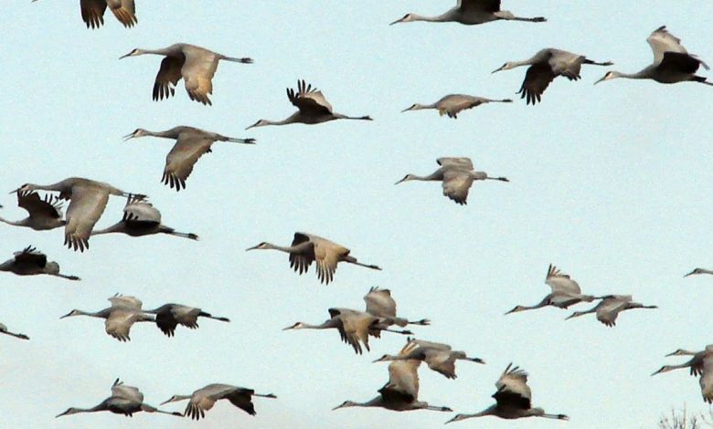 نیمی از گونه‌های مهاجر دراثر فعالیت‌های انسان در معرض خطر انقراض هستند