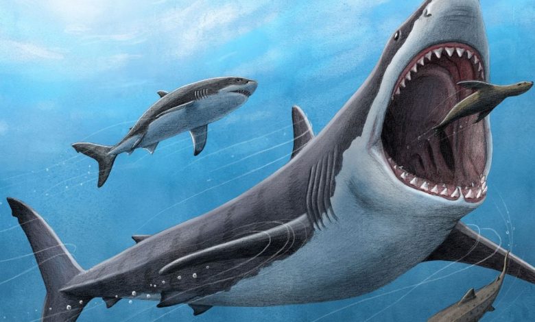 کوسه باستانی مگالودون احتمالا جانوری کشیده و لاغر بود