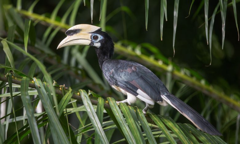 این پرنده در آزمون پیچیده شناختی به‌اندازه نخستی‌ها امتیاز می‌گیرد