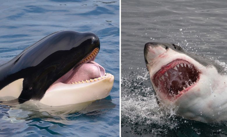 برای اولین‌بار یک اورکا به‌تنهایی در حال شکار کوسه سفید بزرگ مشاهده شد