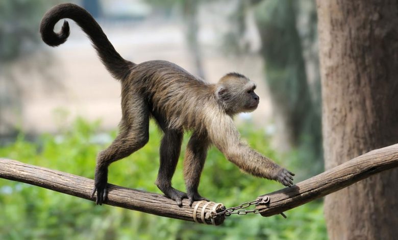 دانشمندان سرانجام فهمیدند چرا انسان دم ندارد