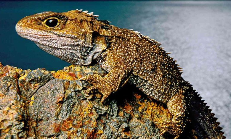 مارمولک‌های باستانی بدون آنکه بفهمیم، پیوسته درحال تکامل هستند