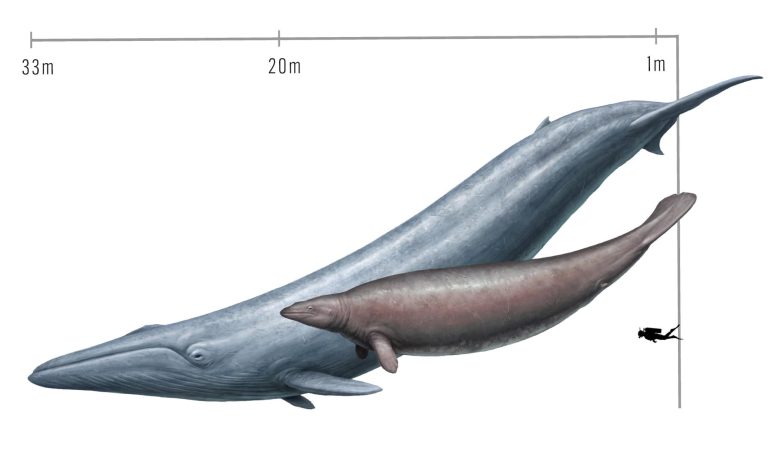 پروستوس سنگین‌ترین نهنگ تاریخ نبود؛ نهنگ آبی همچنان رکورددار این عنوان است