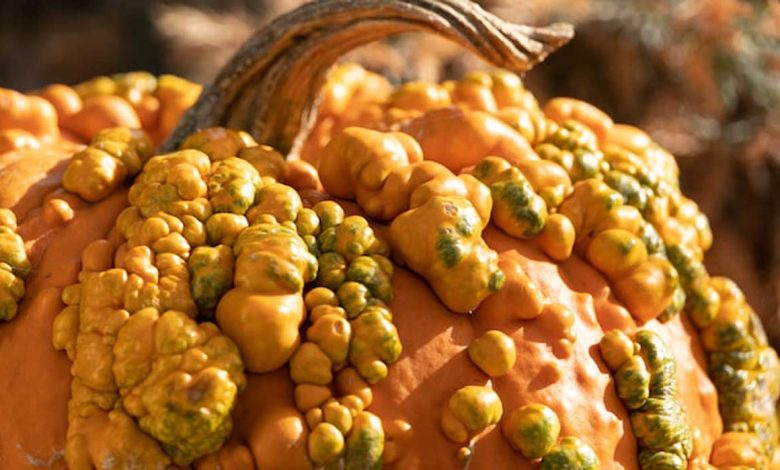 زگیل تناسلی چیست