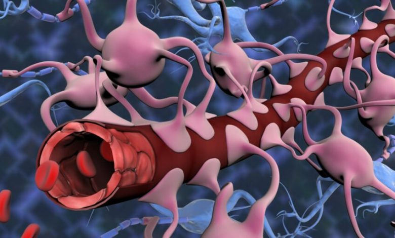 محققان برای اولین‌بار مدل مینیاتوری مغز را با سد خونی خاص آن رشد دادند