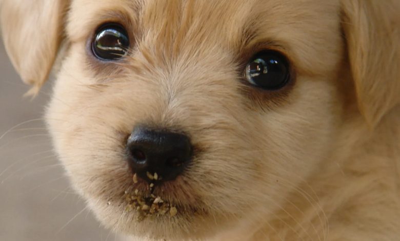 چشمان معصومانه سگ‌ها صرفا برای خوشایند انسان تکامل نیافته‌اند