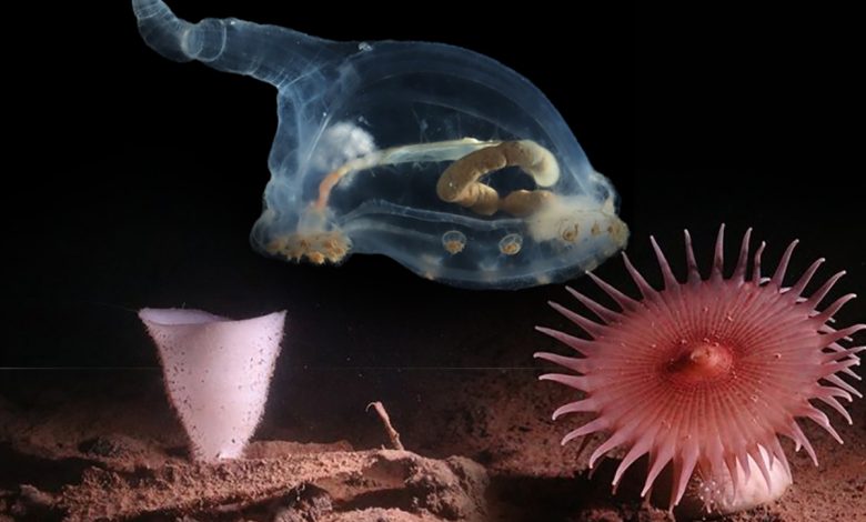 گونه‌های بیگانه برای اولین‌بار در تاریک‌ترین اعماق اقیانوس مشاهده شدند