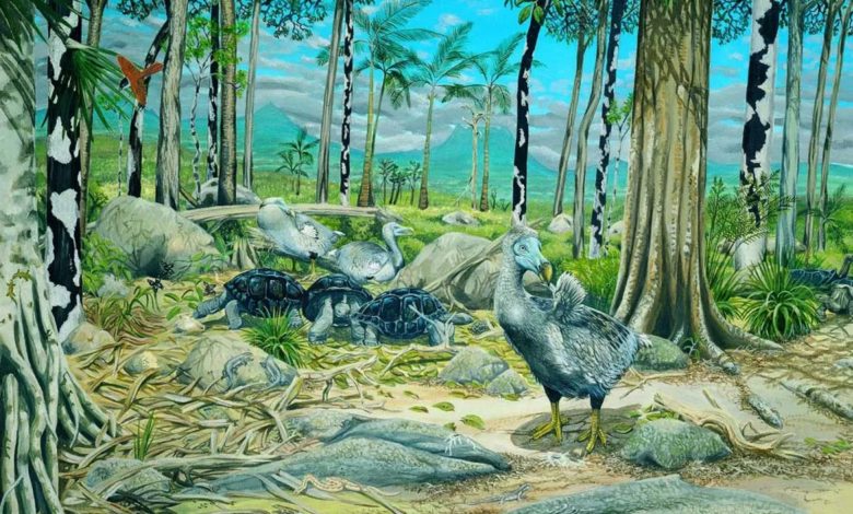 ‌دودو در اکوسیستم بومی‌اش