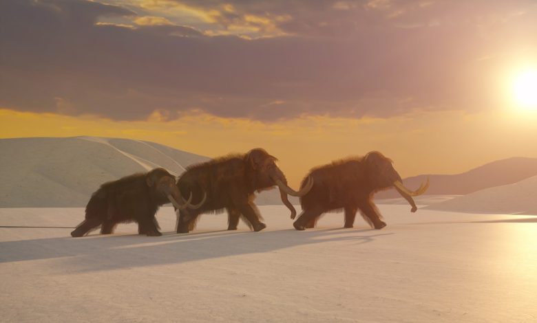 سه ماموت پشمالو (Mammuthus primigenius) در منظره ای پوشیده از برف و زیر نمای غروب خورشید قدم بر می دارند.