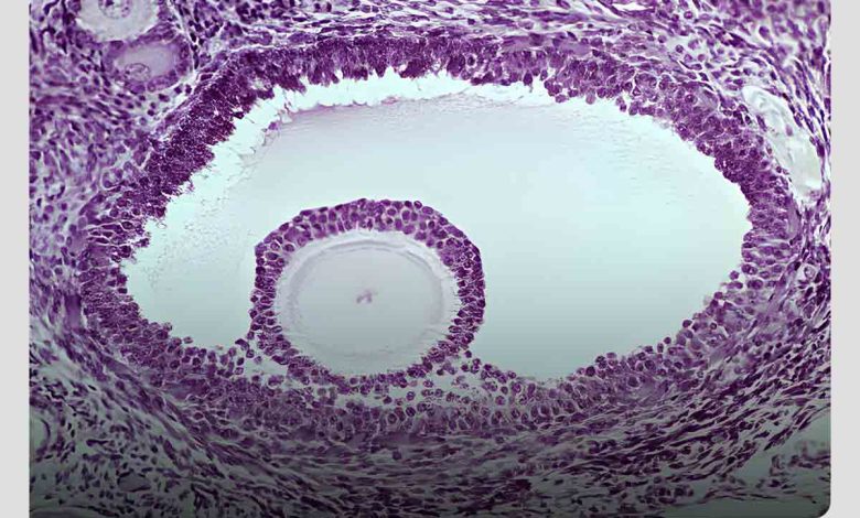 تخمکل بالغ در حال رشد در داخل فولیکول غالب