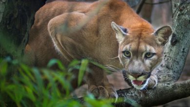 شیر کوهی روی درخت