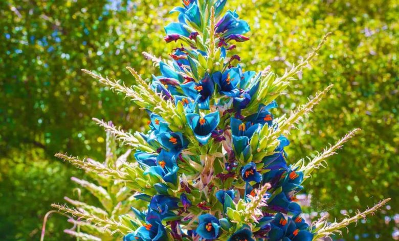 گل پویا آبی