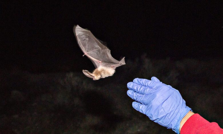 کشف ارتباط شگفت‌انگیز بین مرگ‌ومیر نوزادان با کاهش جمعیت خفاش‌ها