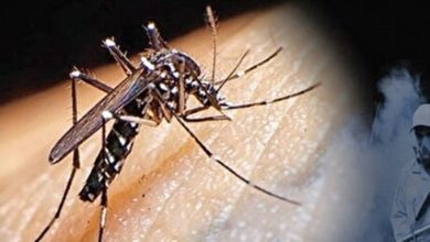 افزايش شمار مبتلايان به «تب دنگي» در كشور