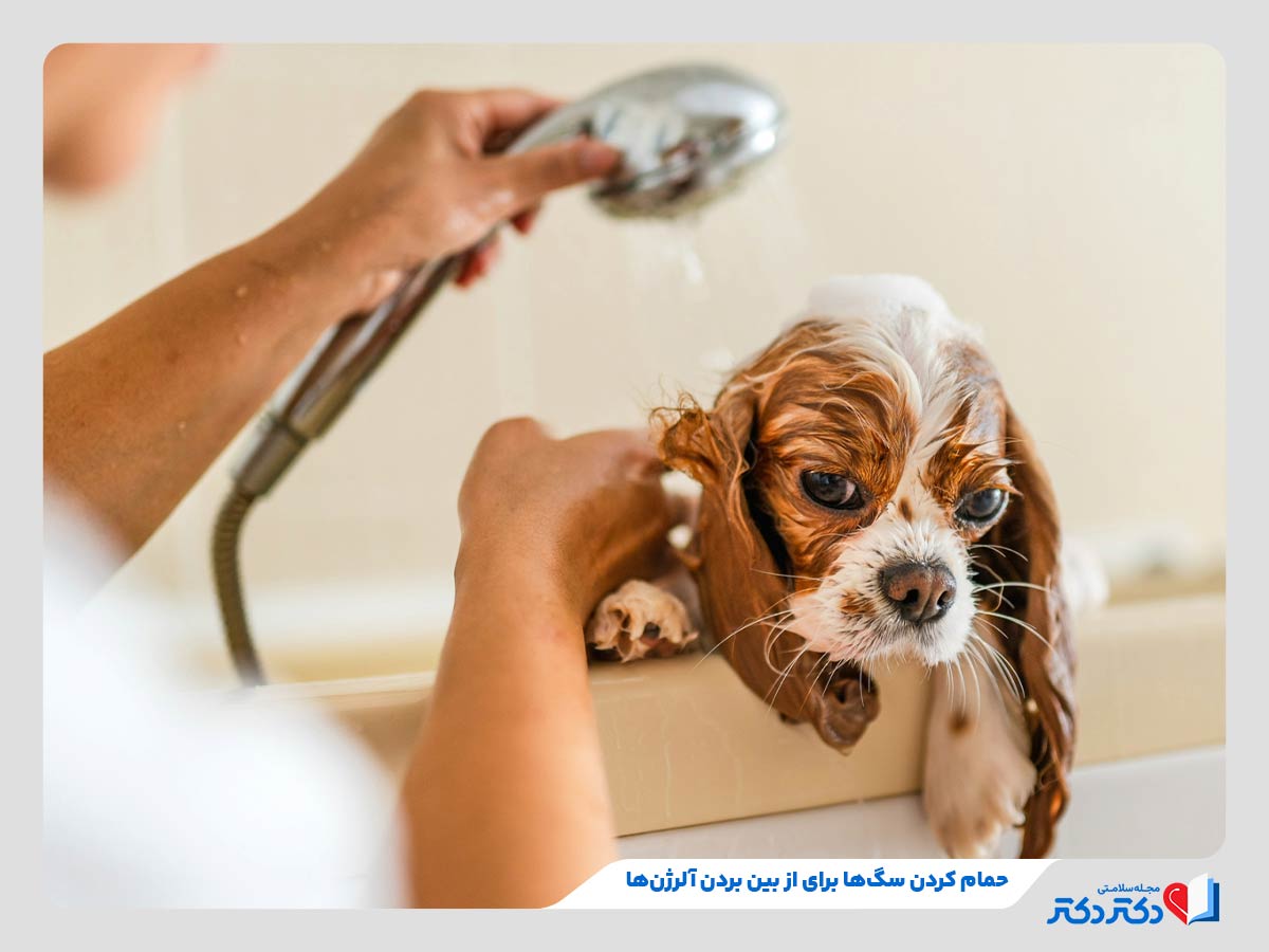 فرد در حال حمام کردن پت به‌عنوان درمان خانگی حساسیت به سگ ها