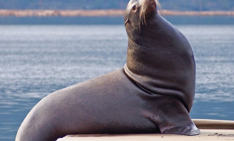 با رونان آشنا شوید؛ شیر دریایی بامزه که ریتم را بهتر از انسان‌ها درک می‌کند