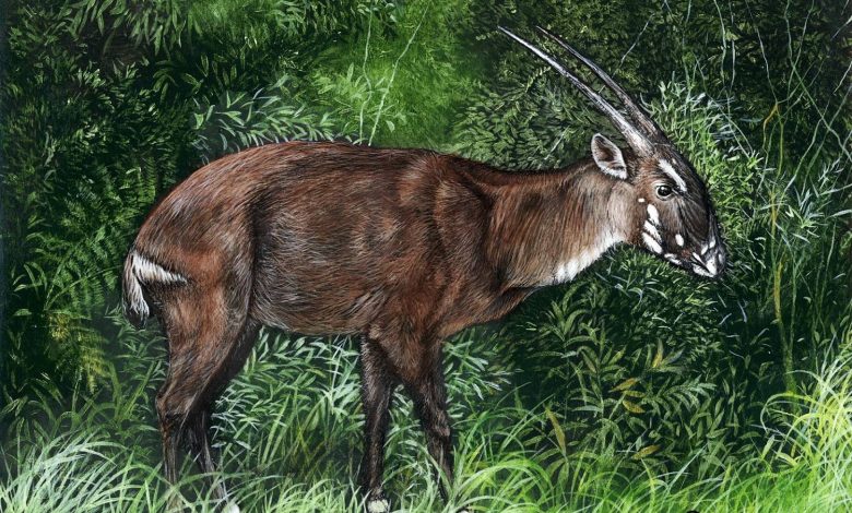 تهیه نقشه ژنوم تک‌شاخ آسیایی؛ امید تازه برای نجات یکی از نادرترین پستانداران جهان