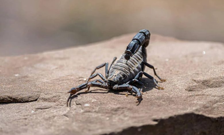 کشف مولکولی در زهر عقرب آمازونی با قابلیت نابودسازی سرطان پستان