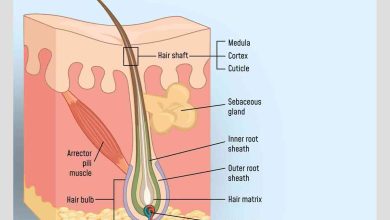 اجزای تشکیل دهنده فولیکول مو