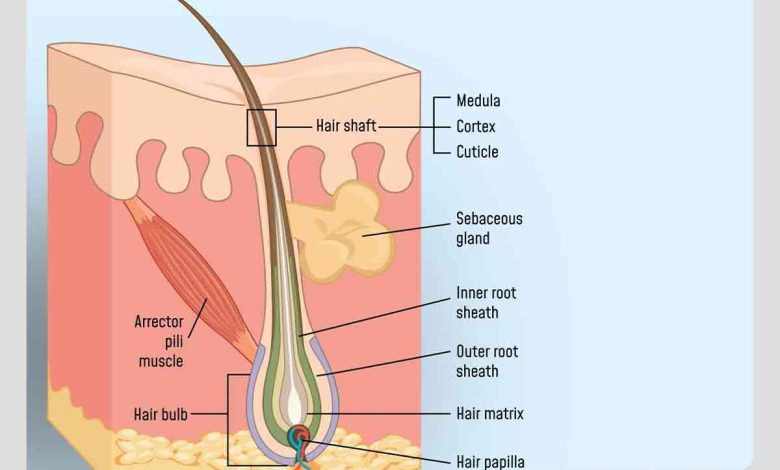 اجزای تشکیل دهنده فولیکول مو