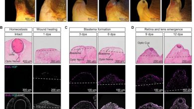 قابلیت بازسازی چشم در حلزون