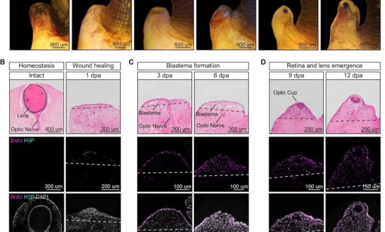 قابلیت بازسازی چشم در حلزون