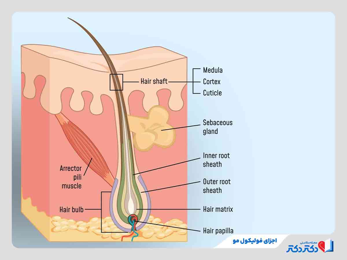 اجزای تشکیل دهنده فولیکول مو