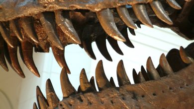 هوای عصر ژوراسیک چگونه بود؟ دندان فسیل‌شده دایناسورها پاسخ می‌دهد