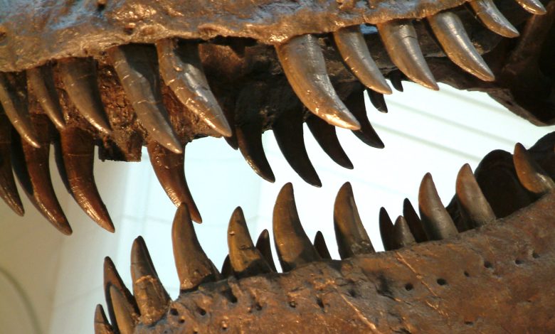 هوای عصر ژوراسیک چگونه بود؟ دندان فسیل‌شده دایناسورها پاسخ می‌دهد