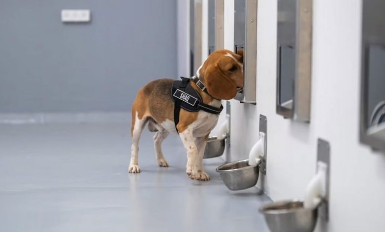 تشخیص سرطان با دقت 94 درصدی توسط سگ‌ها و هوش مصنوعی